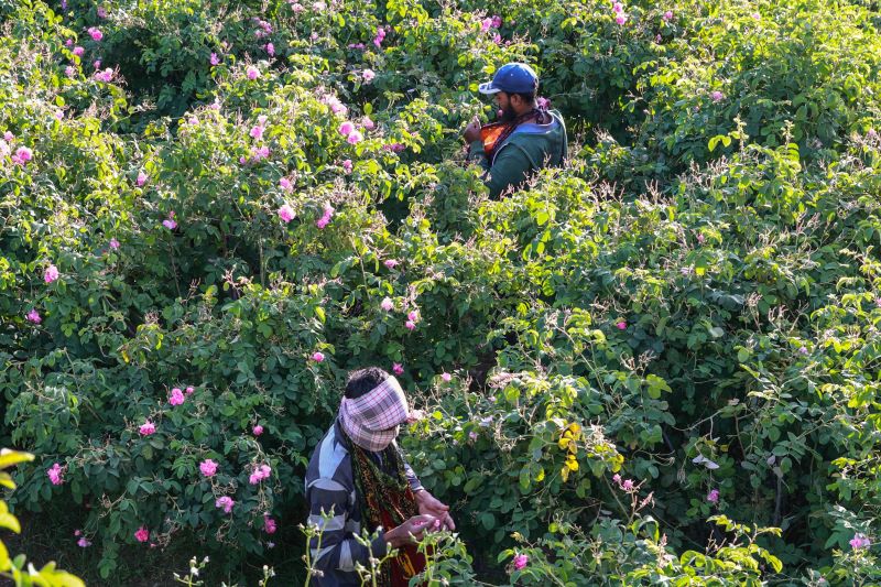 العمال يحصدون الورود في حقل بالجبل الأخضر شمال عمان