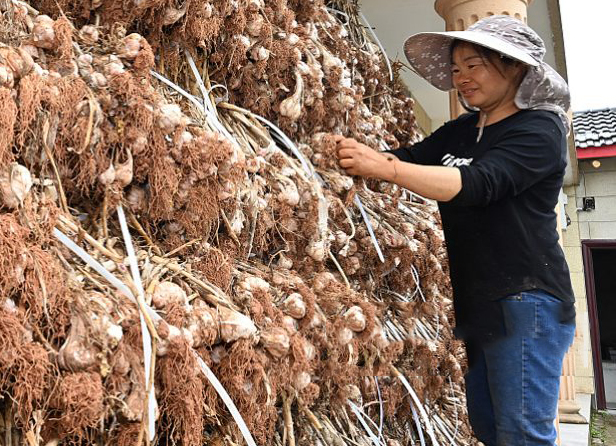 موسم حصاد الثوم في الصين