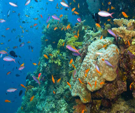 المرتبة الثانية: Great Barrier Reef في استراليا أو مايسمى بالحاجز المرجاني الكبير  يقع أكبر وأكثر مناظر تحت أمواج المحيط حيث تتكاثر ملايين من الخلايا المتناهيةفي الصخر في أشكال رائعة 