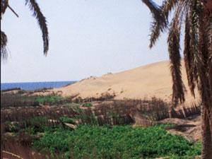 محميات شمال سيناء 2011-634423502633868340-386_th