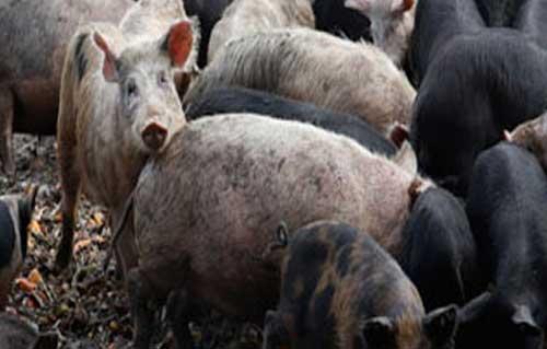 وفاة امرأتين بفيروس إنفلونزا الخنازير في المغرب - 