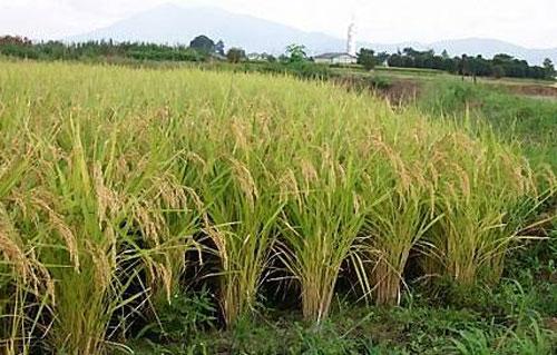 زراعة الأرز بالتسطير توفر 40 من مياه الري خبراء استنباط أصناف قصيرة العمر بوابة الأهرام