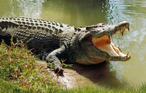 تمساح يلتهم صحفيًا بريطانيًا أثناء رحلة سياحية في سريلانكا - بوابة الأهرام