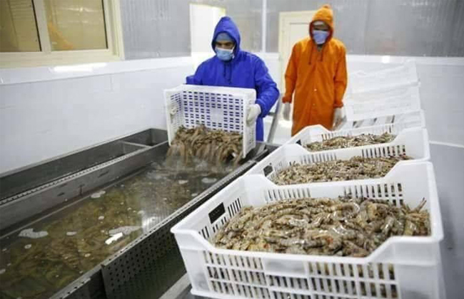 غرفة الصناعات الغذائية: 500 مليون دولار تضع مصر في قائمة دول صناعة الأسماك عالميا - 