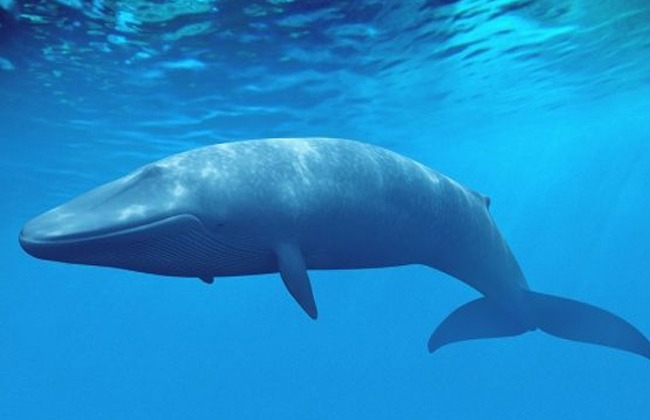 باحثون الحوت الأزرق يعتمد على ذاكرته في البحث عن طعامه بوابة الأهرام