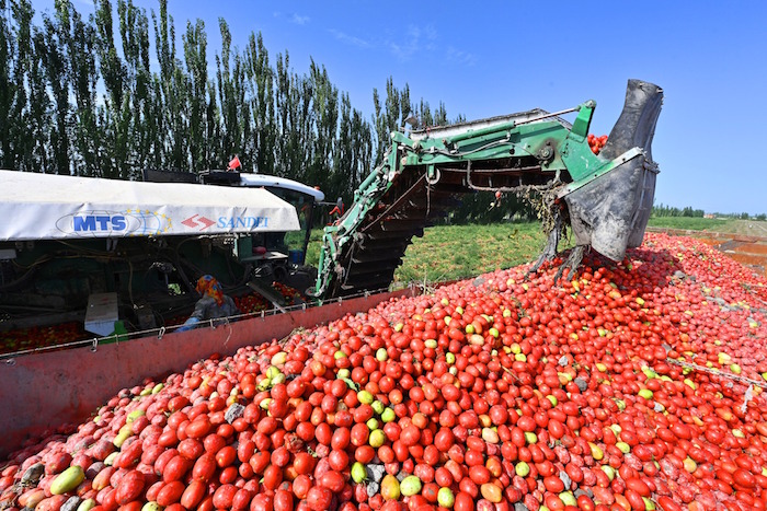 موسم حصاد الطماطم في محافظة يانكي بمنطقة شينجيانغ