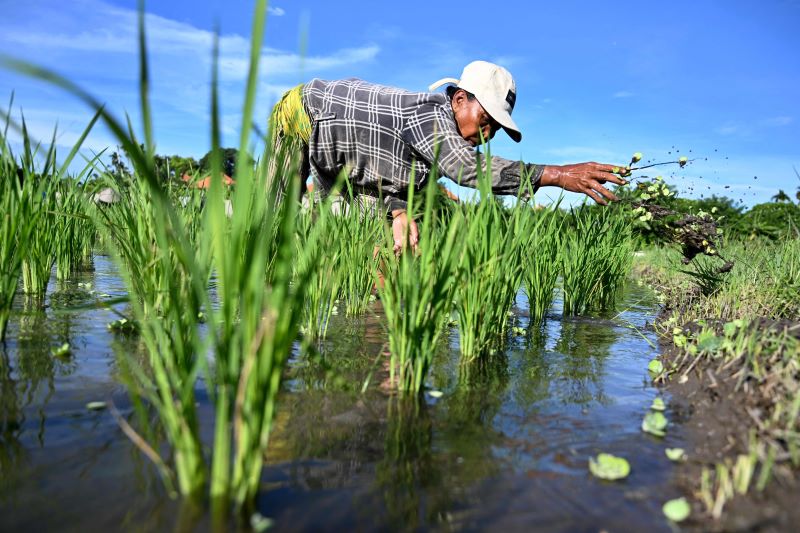 إزالة-الحشرات-الضارة-من-مزارع-الأرز-في-إندونيسيا