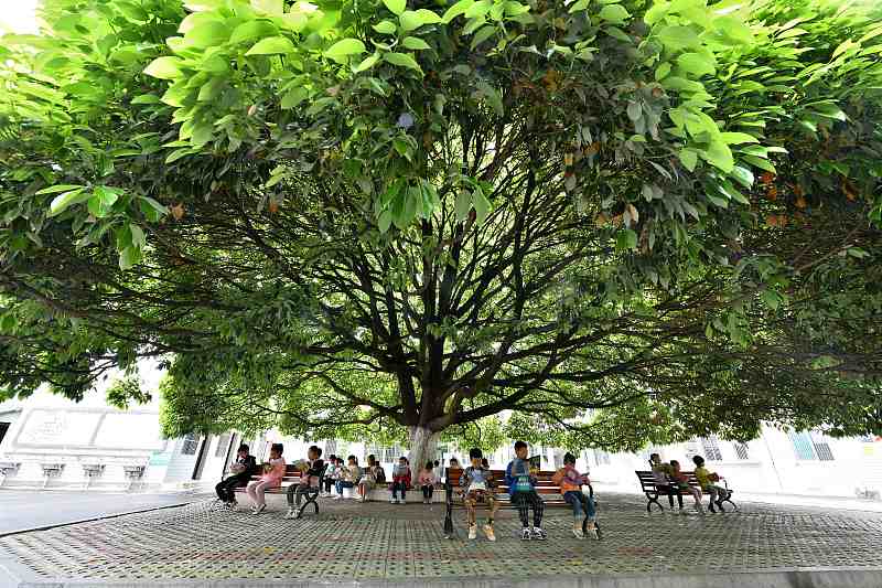  شجرة كافور ضخمة داخل إحدى المدارس الابتدائية في وسط الصين 