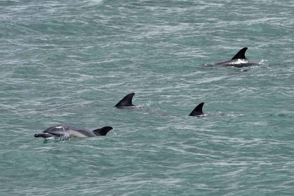 الدلافين تجذب أنظار المواطنين عند مصب نهر تاجوس في لشبونة