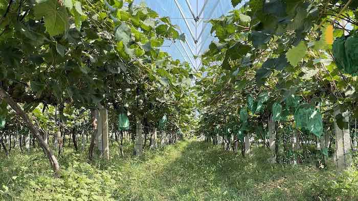 موسم حصاد العنب في مزارع الكروم في الصين