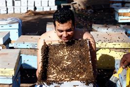 مصري يؤدي مغامرة "لحية النحل" قبل المهرجان الزراعي في شبين الكوم بالمنوفية