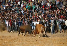 مهرجان مصارعة الثيران السنوي في نيبال