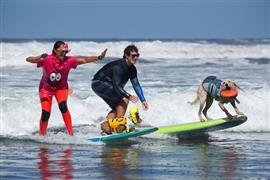 70 كلبا يتنافسون في سباق لركوب الأمواج بكاليفورنيا