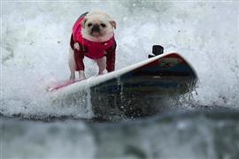 70 كلبا يتنافسون في سباق لركوب الأمواج بكاليفورنيا