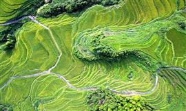 صور مذهلة لمدرجات حقول الأرز الجميلة في مقاطعة قويتشو غربي الصين