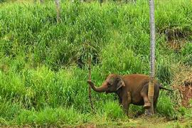 ميتم الفيلة بيناوالا في سريلانكا
