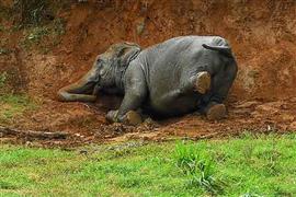 ميتم الفيلة بيناوالا في سريلانكا
