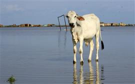 الفيضانات تهدم بيوت المواطنين في جنوب السودان 