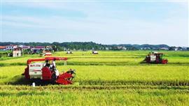 موسم زراعة الأرز في جنوب الصين