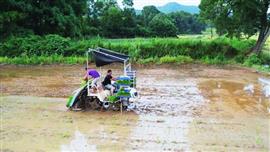 موسم زراعة الأرز في جنوب الصين