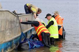 إنقاذ حوتًا عالقًا في المحيط قرب جزيرة تسمانيا الإسترالية
