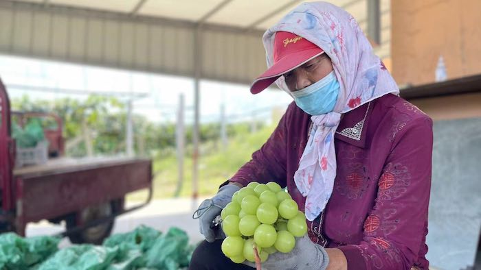 موسم حصاد العنب في مزارع الكروم في الصين - بوابة الأهرام