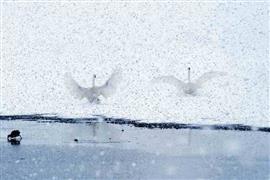 البجع يرقص على الثلج في الصين