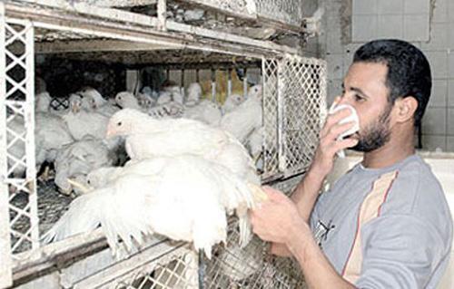 فراج لـبوابة الأهرام لا نستورد طيورًا حية من الصين واحتمال انتقال الإنفلونزا ضعيف