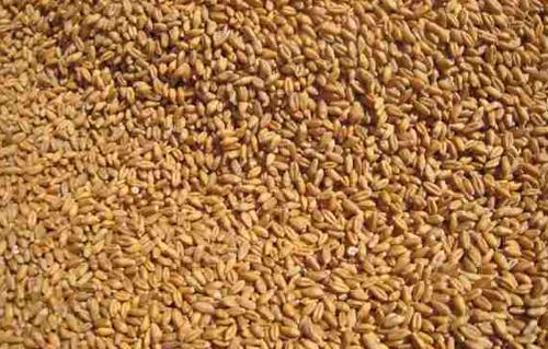 مصر تبحث إمكانية عودة القمح الكازخستاني بعد انقطاع عامين