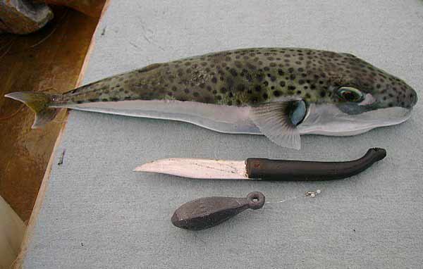 بالصور.. سمكة القراض تتسبب فى الوفاة خلال 6 ساعات وهيئة الثروة السمكية تحذر  من تناولها - بوابة الأهرام