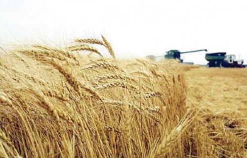 مركز البحوث الزراعية محصول الموسم الحالي للقمح يتخطى حاجز  ملايين طن 