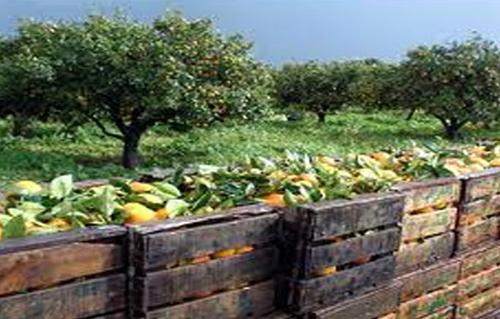 الزراعة ارتفاع صادرات مصر الزراعية لأكثر من  ملايين طن