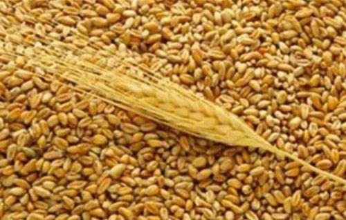 ارتفاع القمح المورد لشون الغربية إلي  ألف طن منذ بدء الاستلام