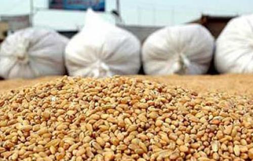 الحكومة ترد على شائعات تعثر مصر في سداد مدفوعات وارداتها من القمح المستورد
