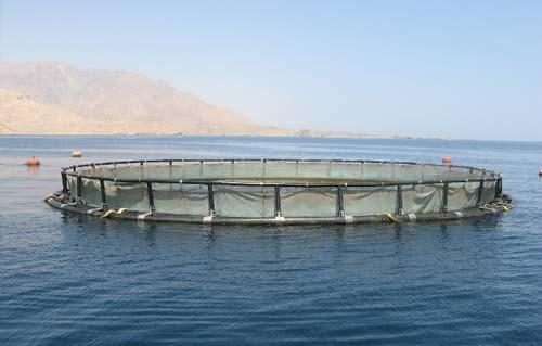 ضبط صاحب مزرعة سمكية يستخدم لحوم الحمير والحيوانات النافقة لتغذية الأسماك بالإسكندرية