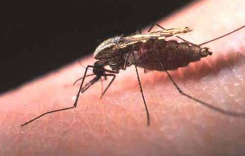 حميات أسوان تحتجز إثيوبيا لإصابته بالملاريا   