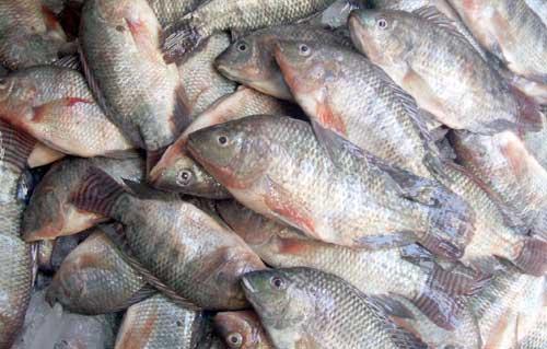 نقيب الصيادين بالسويس أتوقع زيادة أسعار الأسماك من  إلى  بسبب غلاء الوقود