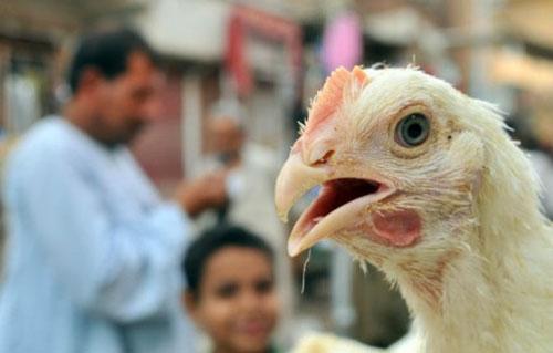 صحة القليوبية تنفي ظهور إصابات جديدة بمرض إنفلونزا الطيور