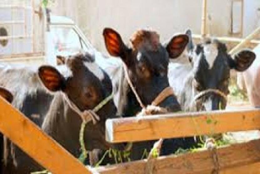 أورمان الغربية توزع  رأس ماشية على الأسر الأولى بالرعاية بمراكز المحافظة
