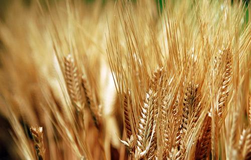  إيران توقف استيراد القمح وتخطط لتصدير الصلد بدلا منه بحلول مارس