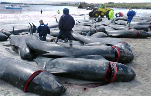 اليابان تستأنف صيد الحيتان في المحيط المتجمد الجنوبي وتؤكد جزء من ثقافتنا الغذائية