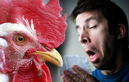 الصحة إصابة طفلة بالشرقية وشفاء  حالات بإنفلونزا الطيور
