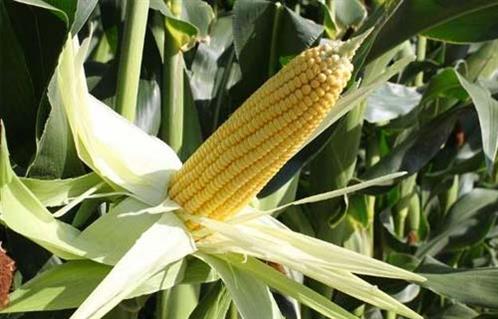 المنوفية تحصد المركز الأول فى إنتاجية الذرة الشامية على مستوى الجمهورية لعام 
