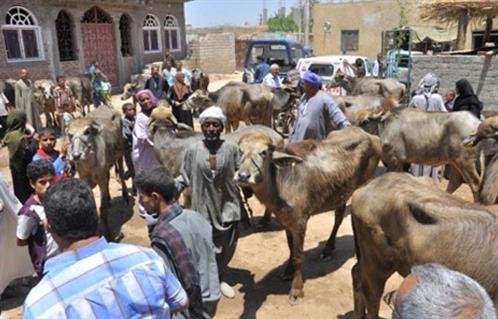 توزيع  رأس ماشية للأسر المتضررة من حريق عرب القداديح بأسيوط