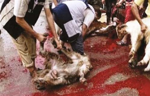 إصابة  جزارين فى مشاجرة على أولوية ذبح الماشية بسلخانة فى القليوبية