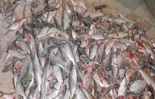 تموين إسكندرية يضبط  كيلو سمك فاسد في حملة على الأسواق