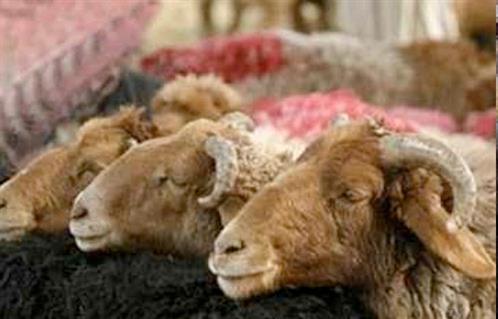 التموين تطرح  ألف رأس ماشية طازجة و آلاف رأس ضأن مبردة خلال عيد الأضحى 