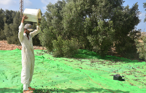 بحوث الصحراء يوفر معاصر زيتون إيطالية الصنع لمزارعي مطروح