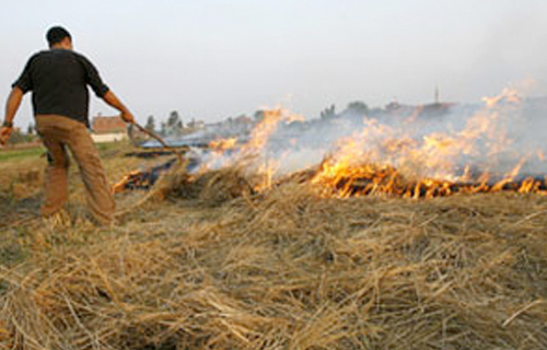 تحرير  محضر حرق قش أرز بالشرقية 