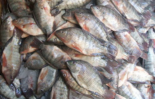 أسعار الأسماك في السوق اليوم الجمعة 29 مارس 2024
